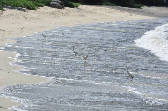 Muitas garças na praia da Costeira, em Governador Celso Ramos, litoral de Santa Catarina